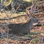 How to Hunt the Bedding Trails of Whitetail Deer Using Deer Attractants