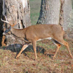 How to Hunt Escape Trails for Deer with an Attractant