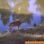 Hunt Wetlands Successfully for Monster-Sized Buck Deer