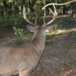 Hunt Deer from an Opposite Direction and Listen to Your Instincts