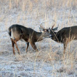 Change Deer Hunting Strategies to Make a Difference in Your Success