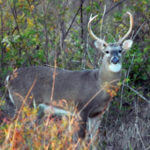 How to Hunt Deer Terrain Trails with Attractants