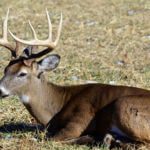 What’s the Speed with Which Chronic Wasting Disease (CWD) Travels