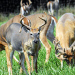 How Laws on Chronic Wasting Disease (CWD) Work