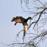 Decoys for Louisiana Ducks and Geese and Calling the Shot