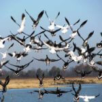 Tough Snow Geese with Bill Daniels