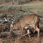 How You Can Help Prevent the Spread of Chronic Wasting Disease (CWD)