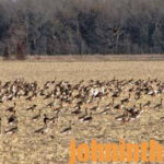 Louisiana’s Specklebelly Geese Are Bill Daniel’s Favorites