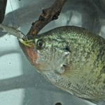 Fish for February’s Sunshine Crappie
