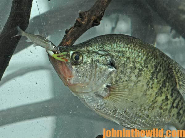 Fish for February's Sunshine Crappie - John In The WildJohn In The