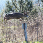 Why 40-60 Acres of Land Can Produce Deer