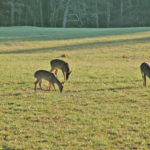 What Rules Help You Have Mature Buck Deer on Small Parcels of Land