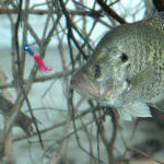 Understand the Mistakes Cold-Weather Crappie Fishermen Make