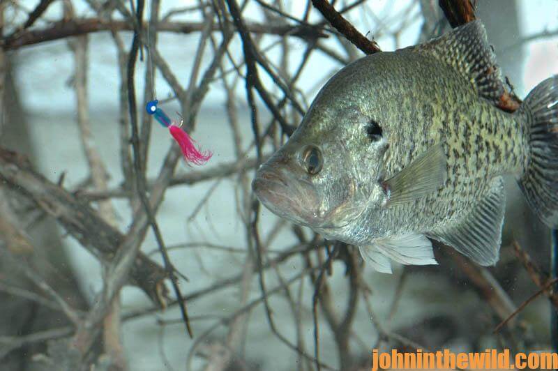 Understand the Mistakes Cold-Weather Crappie Fishermen Make - John In The  WildJohn In The Wild