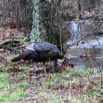 Know the Turkey’s Environment and His Habits with Preston Pittman