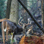What to Plant and How to Develop a Small Lease for Hunting Deer