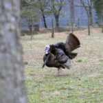 Get Wet for Gobblers with Ernie Calandrelli