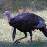 What about Bob Long’s Funniest Turkey Hunts
