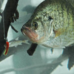 Gather Crappie Knowledge with Jonathan Phillips