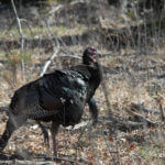 How to Find Late-Season Public Land Gobblers with Matt Morrett