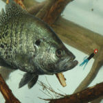 Learn More about Crappie with Jonathan Phillips