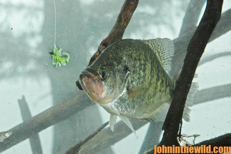 Fishing Beaver Sticks for Crappie with a Jig Pole - John In The