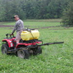 Fertilizing and Haircutting Clover Patches to Help Them Last Longer