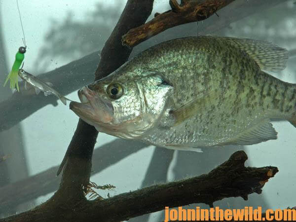 How to Catch Crappie on Jig Poles - John In The WildJohn In The
