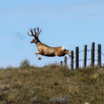 The Status of Mule Deer Herds – Then and Now