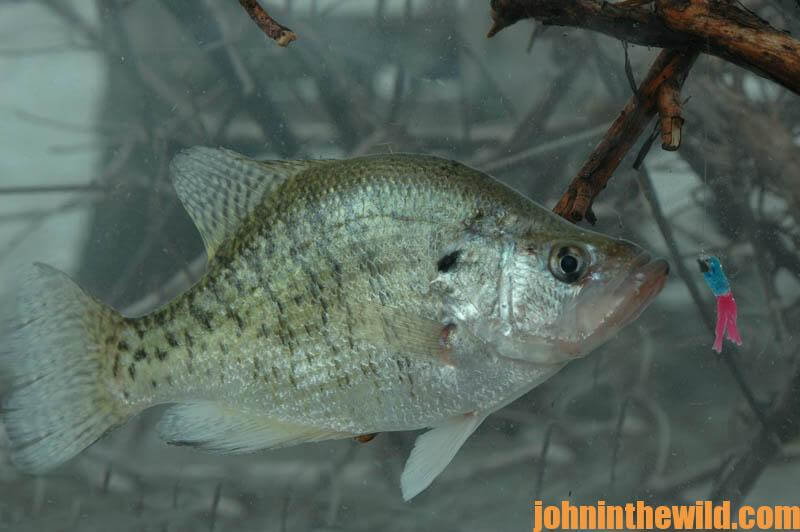 Set Out Fish Attractors to Catch More Crappie - John In The