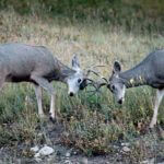 Abandoned Fencing Is Detrimental to Mule Deer and Other Wildlife