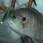 Where to Find and How to Take Big Bream