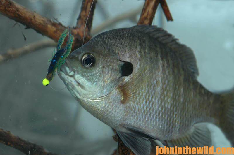 Where to Find and How to Take Big Bream - John In The WildJohn In