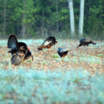 Realizing Chufa Is for More Than Turkeys Including Waterfowl