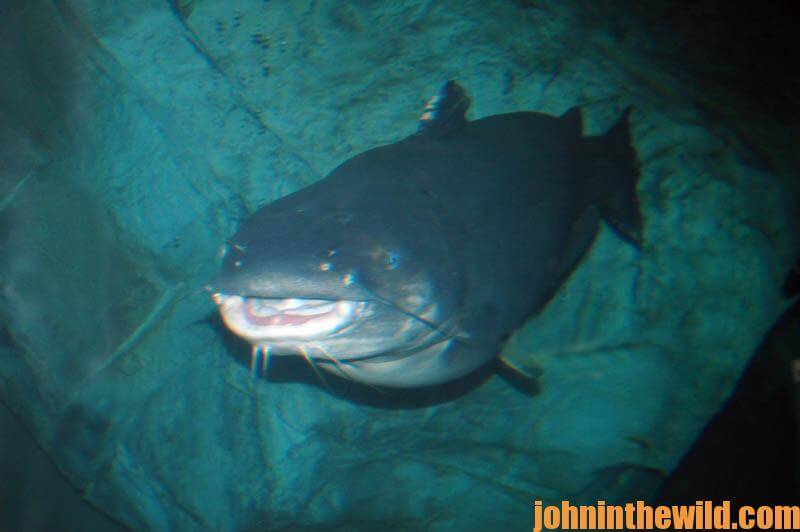 Learn More Catfish Tips - John In The WildJohn In The Wild