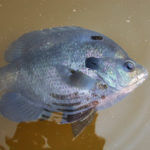 Smell Watermelons and Cotton Pick Bluegills to Catch More