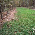 Why to Fertilize Your Deer