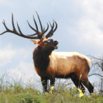 How to Increase Your Odds of Finding and Taking Public Land Bull Elk