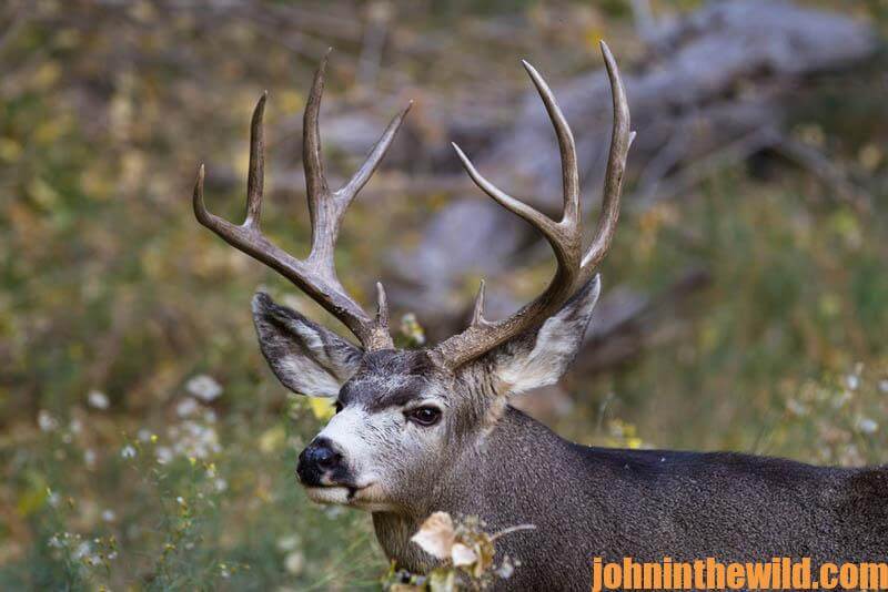 What Was Mark Drury’s Most-Difficult Mule-Deer Shot - John In The ...