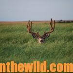 Why to Think Like a Predator to Spot and Stalk Canadian Mule Deer