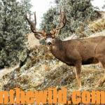 What about Taking Guns to Canada to Hunt Mule Deer