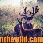 Why Nonresidents Must Have Guides to Hunt Mule Deer in Alberta, Canada