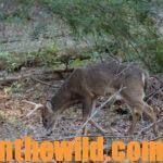 Go Early for Buck Deer Day 2: Scouting for Early Season Buck Deer