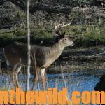 Go Early for Buck Deer Day 3: Early Season Deer Tactics