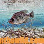 Catching Crappie in October and November Day 3: Using Fall Crappie Tactics