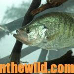 Catching Crappie in October and November Day 2: Fishing Big Baits for Warm Weather Crappie