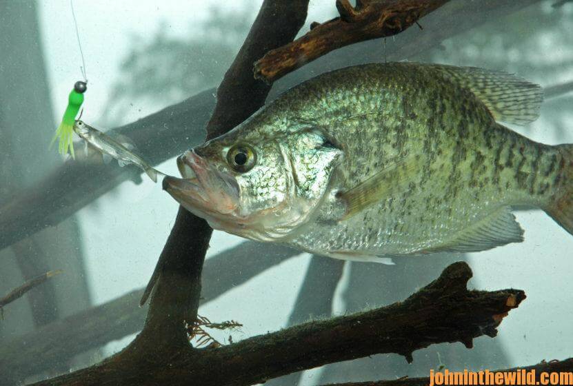 Catching Crappie in October and November Day 2: Fishing Big Baits