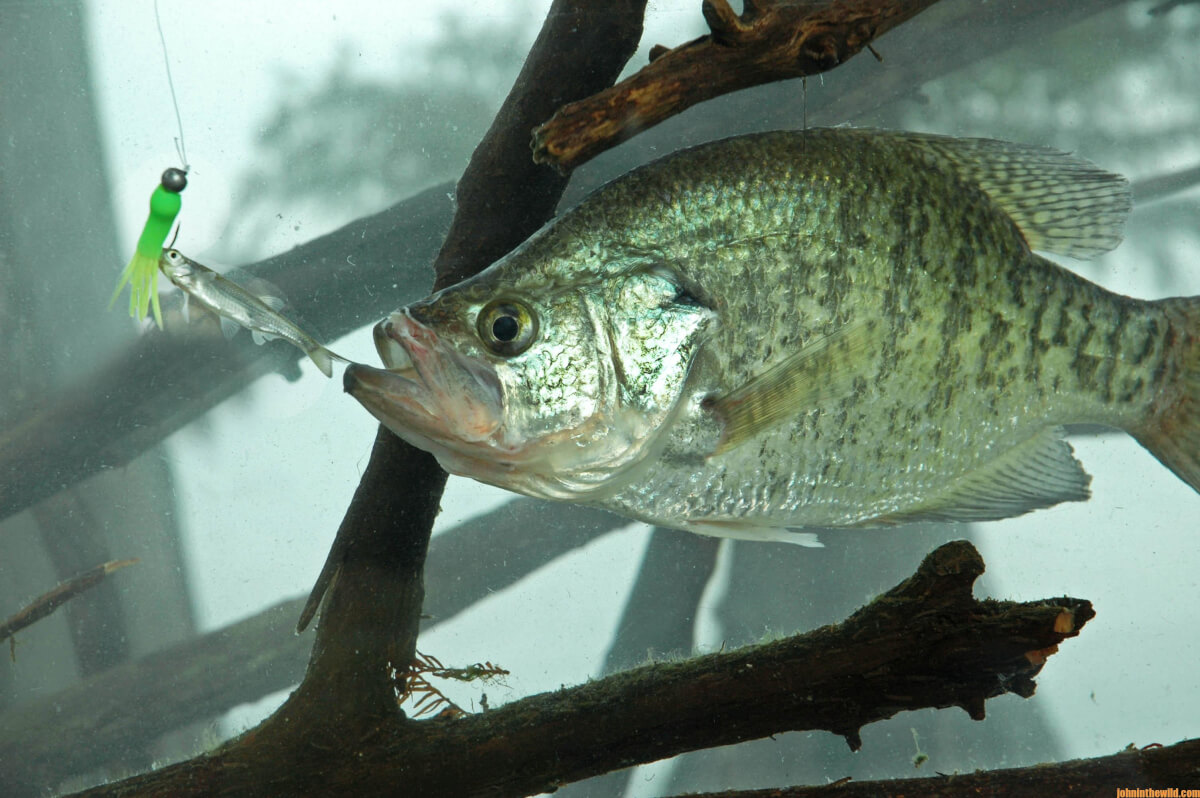 Late Fall November Crappie White Bass Bank Fishing w/ Jigs and