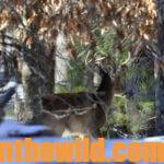 Taking Blackpowder Buck Deer Day 1: Types of Blackpowder Deer Hunters
