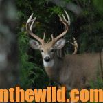 Taking Blackpowder Buck Deer Day 5: Natural Barriers and Weather Difficulties That Keep Deer from Being Taken